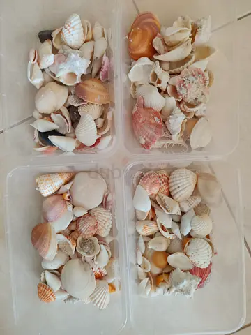 Large Collection of Natural Sea Shells for Decoration or Crafts