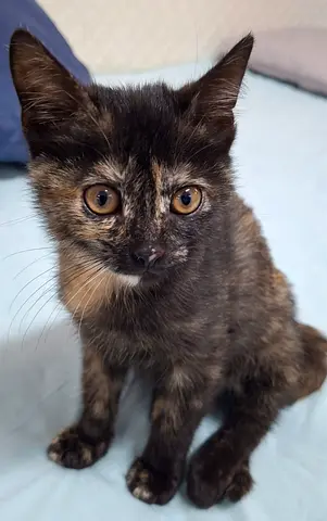 -3month-old cat available for adoption, litter box trained
