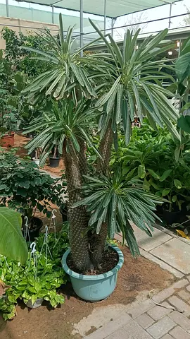 Large variegated Dracaena plant in pot - healthy indoor/outdoor specimen