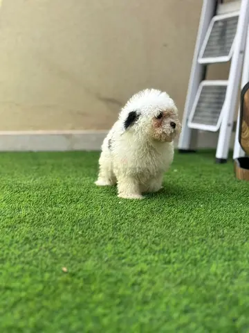 Fluffy White Toy Poodle Puppy available for adoption