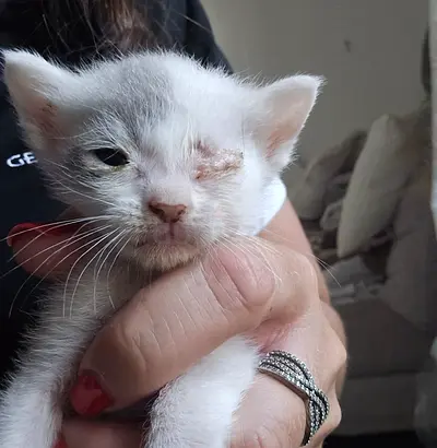 Beautiful kittens waiting for their forever home