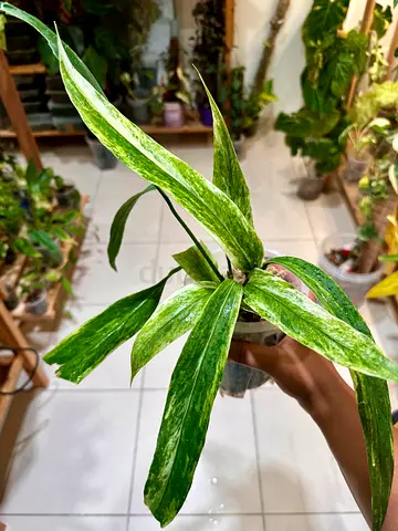 Anthurium vittarifolium Variegated Aed325/-. Pickup from Sharjah. Delivery can be arranged