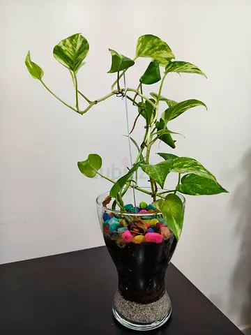 Healthy Golden Pothos (Money Plant) in Decorative Glass Vase