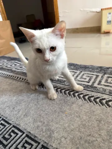 Young white female cat looking for a new home found from streets very friendly and clingy too