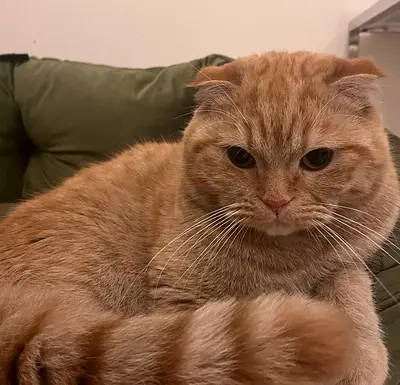 Scottish fold cat