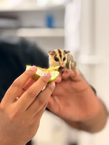 Fully tamed baby sugerglider