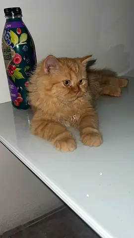 Get free pets