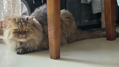 Scottish fold for free adoption