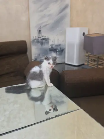 Kitten