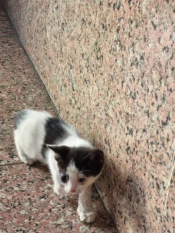 Kittens