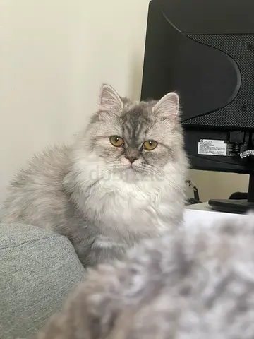 Pet Cat For Adoption
