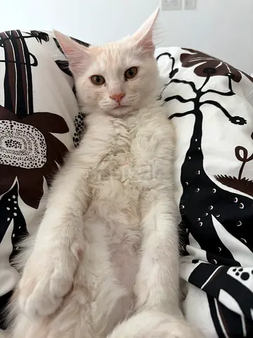 2 Cats for Adoption