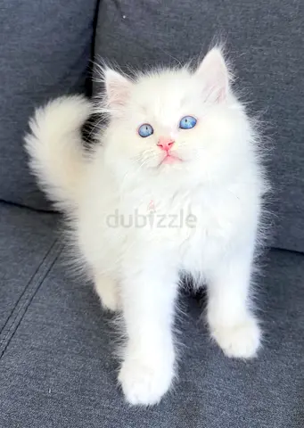 Pure Persian kittens with marble blue eyes