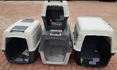 Dogs carriers for air travel
