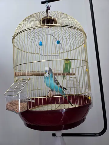 Pair of Budgerigars (Parakeets) with Cage and Stand