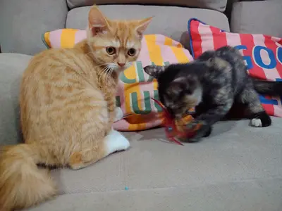 Looking for a loving and caring home for our 2kittens(free)