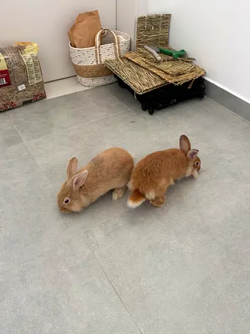 Two healthy light brown rabbits for free adoption