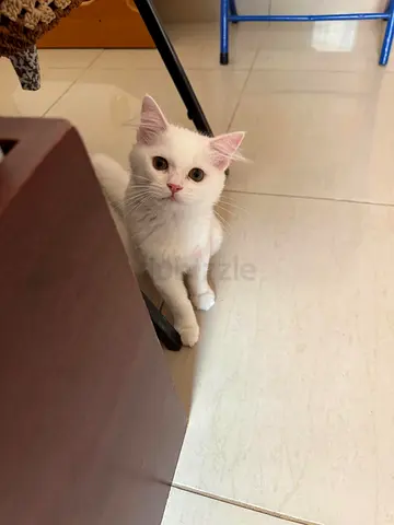 Friendly white domestic cat — playful, healthy, ready for new home