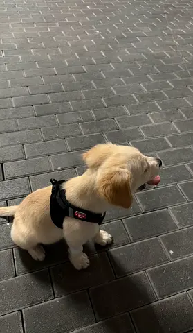 Young Golden Retriever / Labrador mix puppy - friendly and calm