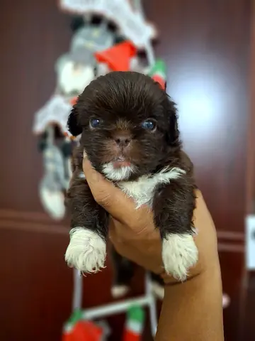 dog