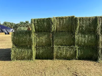 Large square hay bales – fresh alfalfa/grass hay, stacked (bulk)