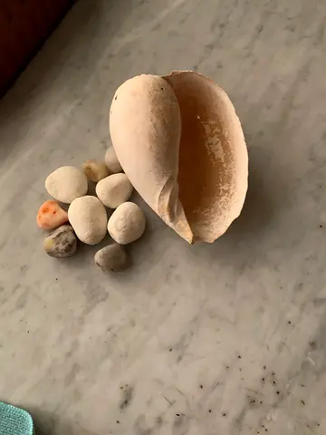 Small collection of beach shells and pebbles