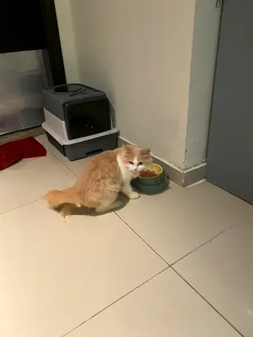Persian cat