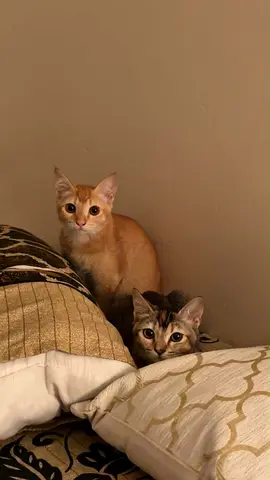 2 vaccinated sibling kittens for adoption