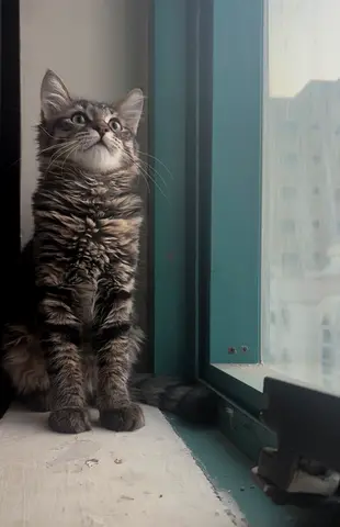 Free Domestic Shorthair (4months) Cat for Adoption, Urgent