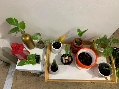 COMPLETE INDOOR PLANT & HOME DECOR COLLECTION – AED 300 NEGOTIABLE