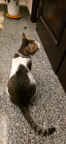Milky our cat is missing