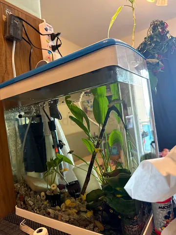 Small freshwater aquarium with filter, heater and live plants - ready setup