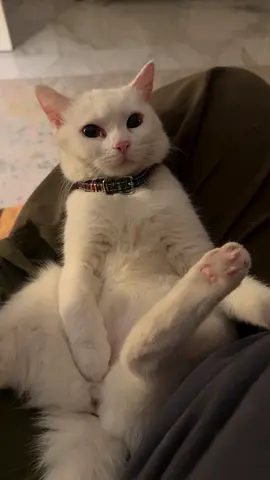 Layla Turkish angora for adoption