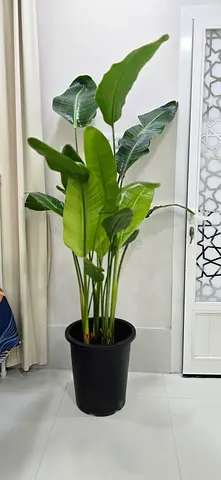 Large birds of paradise 190cm