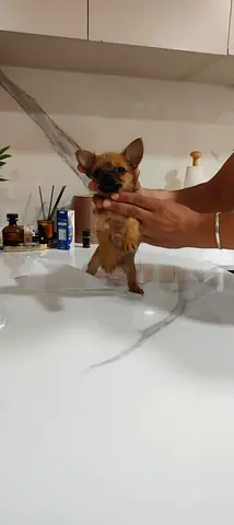 PETS FOR ADOPTION