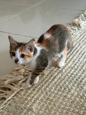 Pets