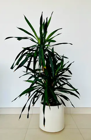 Indoor plant (Dracaena) 120 cm
