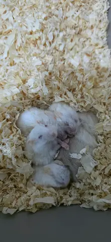 Dwarf hamster babies for adpotion