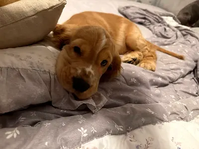 Friendly Cocker Spaniel Puppy - 3 months, affectionate and trained