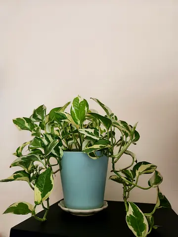 Indoor plant