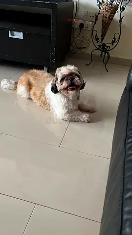 Shitzu female 3 year old for adoption
