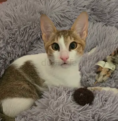 Kittens for adoption