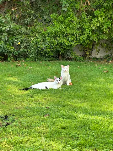 Cat free