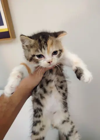 Kittens available