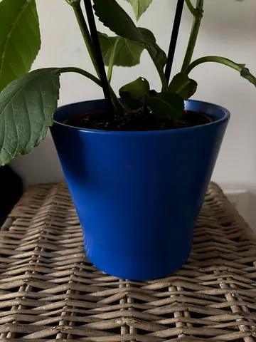 IKEA Ceramic Blue Plant Pot 15CM (without plant), 15 AED