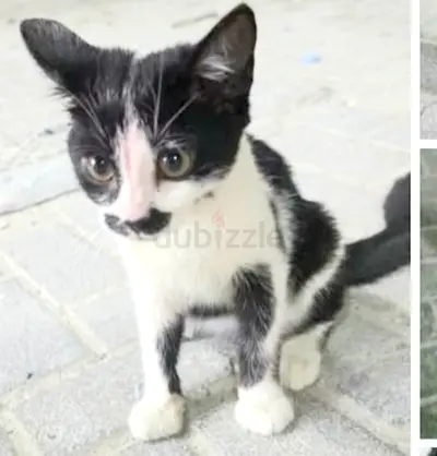 OREO Boy needs a caring home