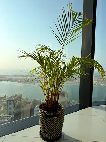 Plant palm