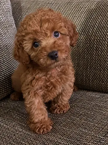 Tiny Red Toy Poodle male Puppy — 8 weeks, friendly and playful available in Dubai