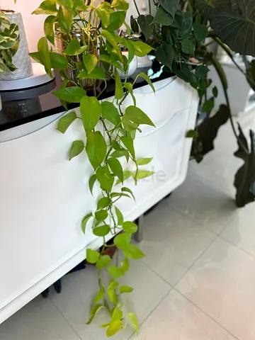 Healthy Epipremnum neon ( money plant)