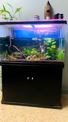 Aquarium Used, Works Well